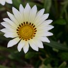 Mittagsgold (Gazania rigens)