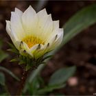 Mittagsgold (Gazania rigens)..