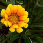 Mittagsgold (Gazania rigens).