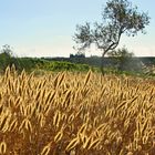 Mittagsgold / L'oro di mezzogiorno