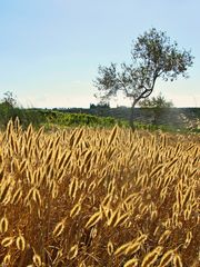 Mittagsgold / L'oro di mezzogiorno