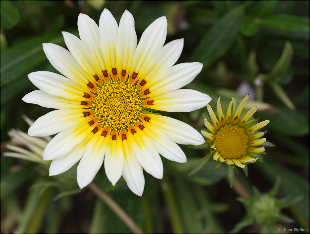 Mittagsgold oder Schatz Blume (Gazania rigens)