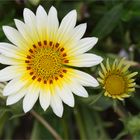 Mittagsgold oder Schatz Blume (Gazania rigens)