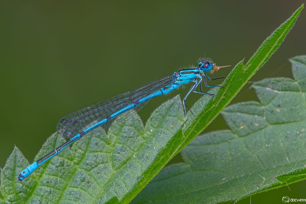 Mittagshäppchen