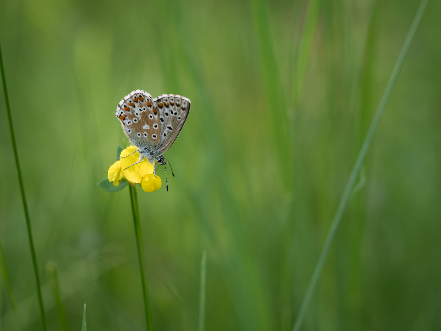 Mittagsimbiss