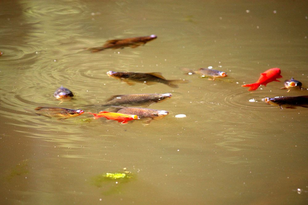 Mittagsklatsch im See