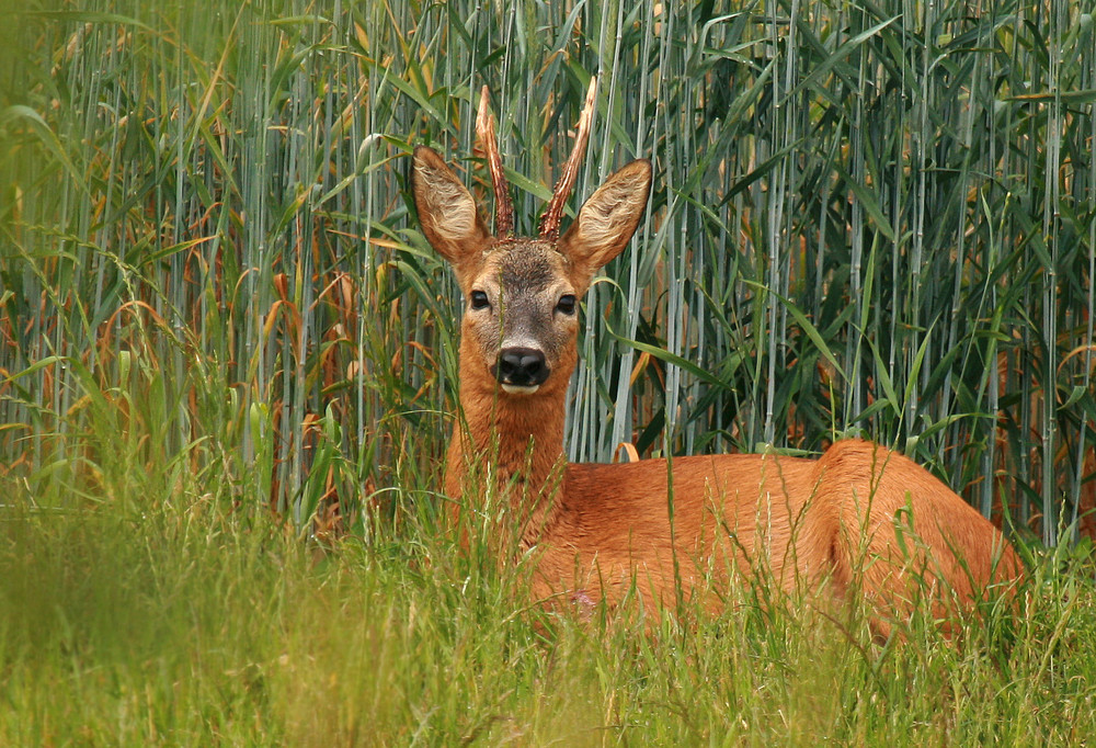 Mittagspäuschen