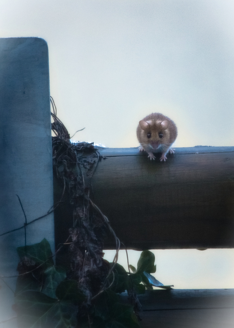 Mittagspause am Vogelhaus