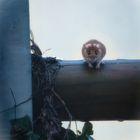 Mittagspause am Vogelhaus