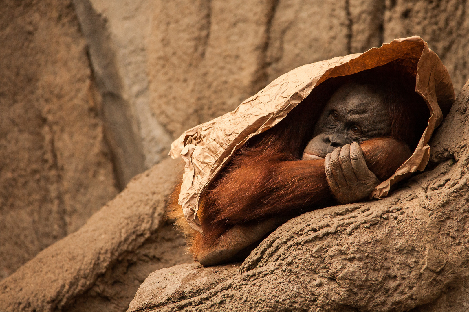 Mittagspause auf affige Art (Orangutan)