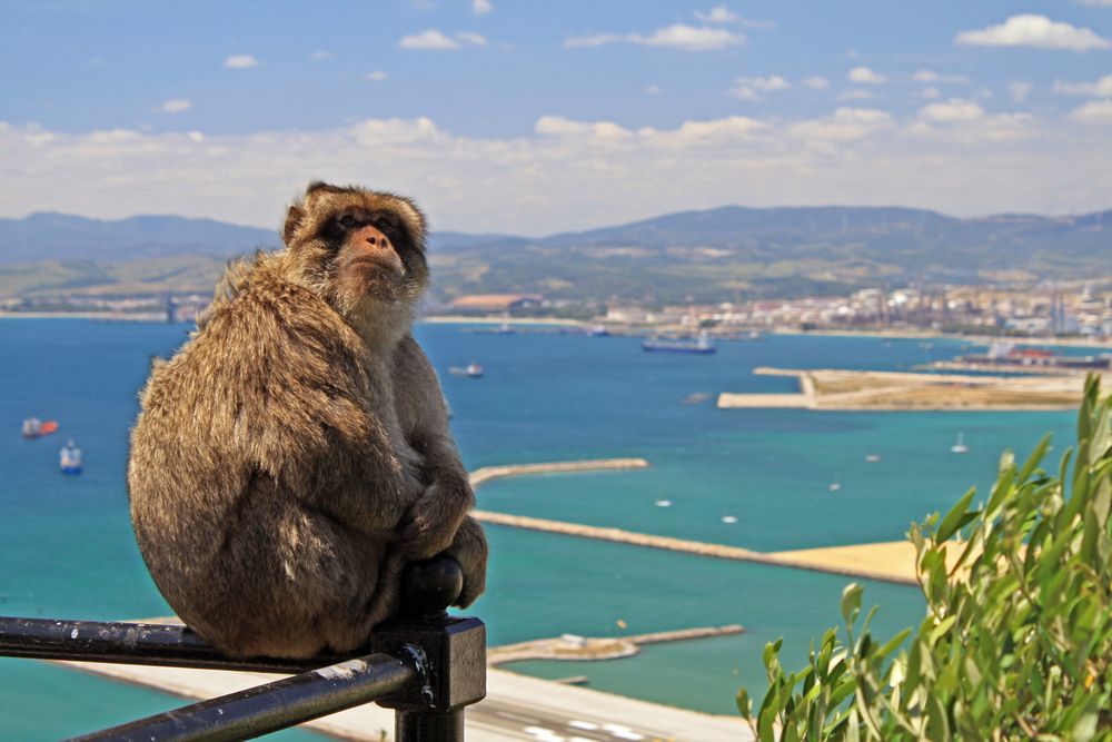 Mittagspause auf Gibraltar von Lautertaler 