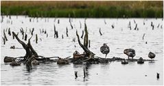 Mittagspause bei den Gänsen