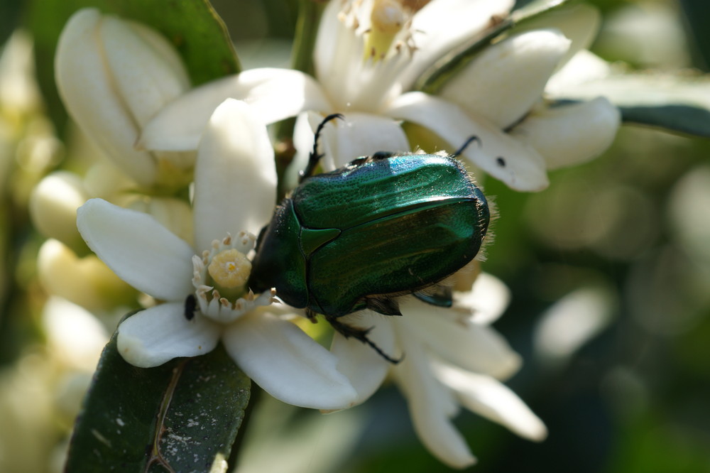 Mittagspause bei einer Citronenbluete