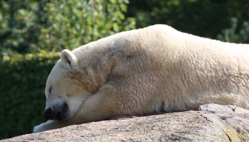 Mittagspause beim Eisbär