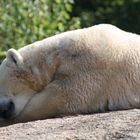 Mittagspause beim Eisbär