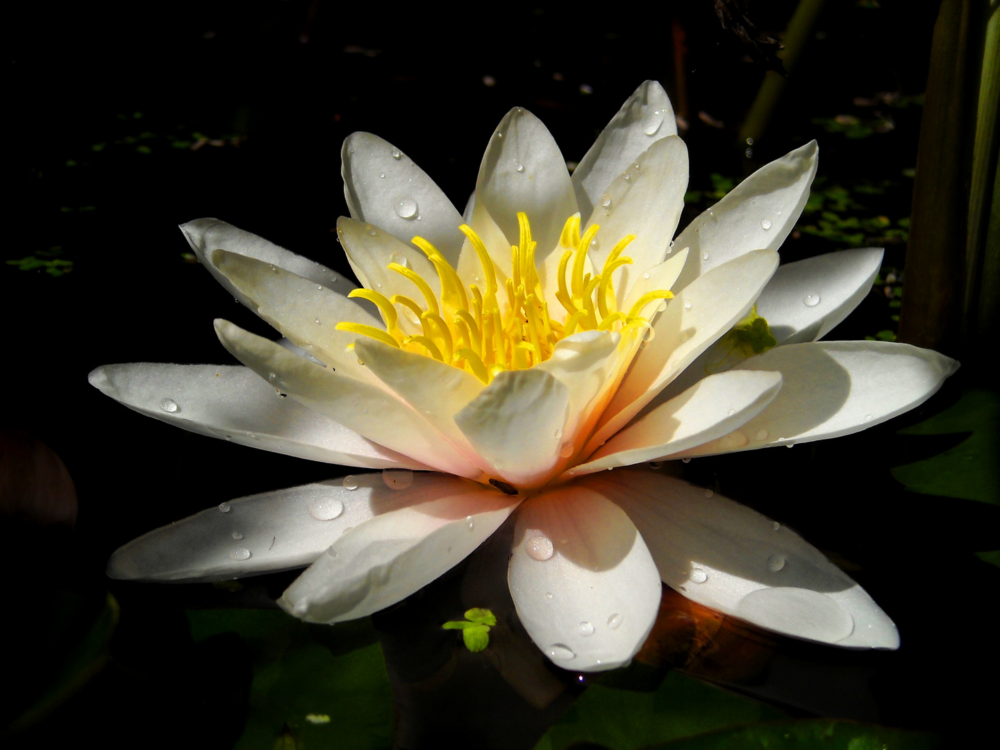 Mittagspause beim Teich