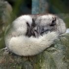 Mittagspause -Eisfuchs / Polarfuchs - 