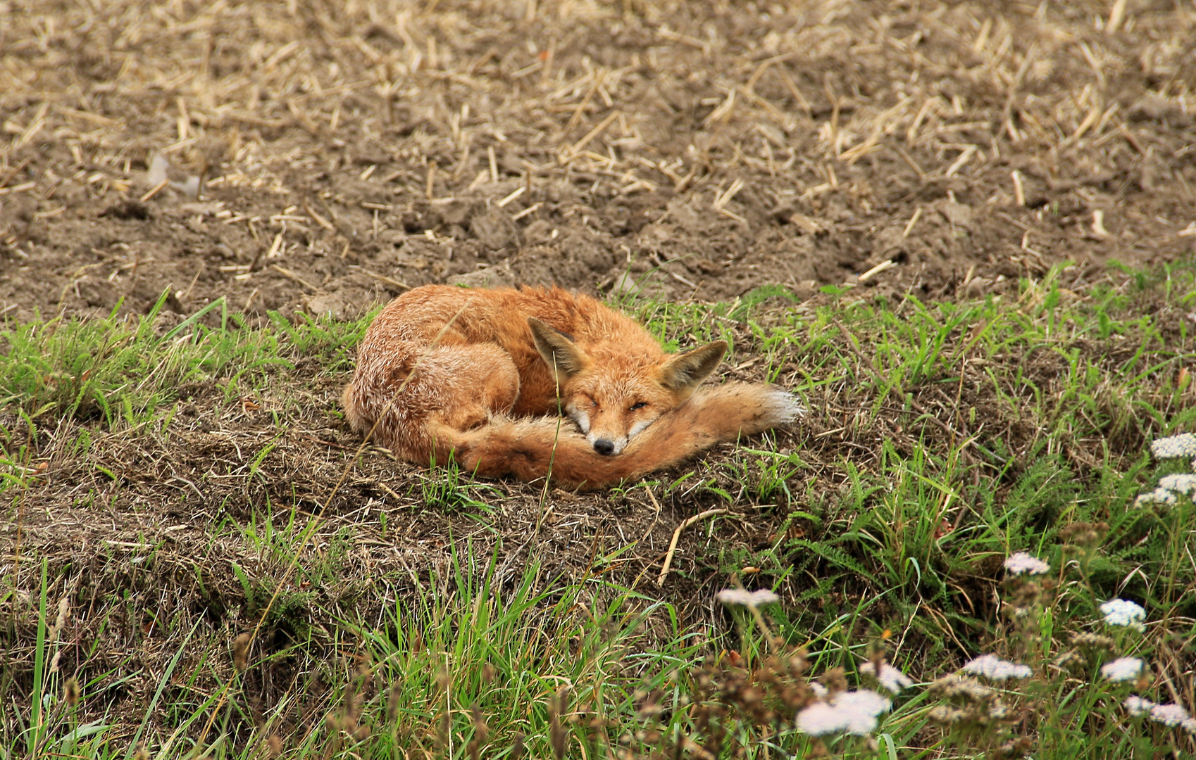 Mittagspause - Fuchs am Feldrand