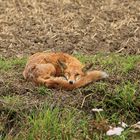 Mittagspause - Fuchs am Feldrand