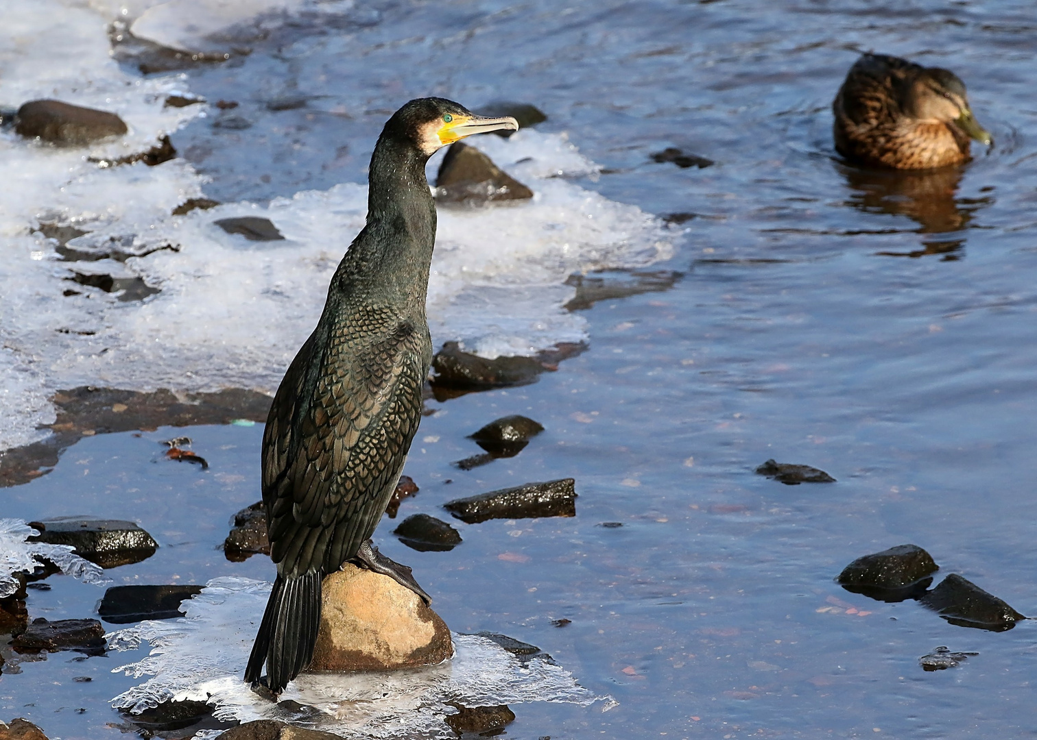 Mittagspause für den Kormoran