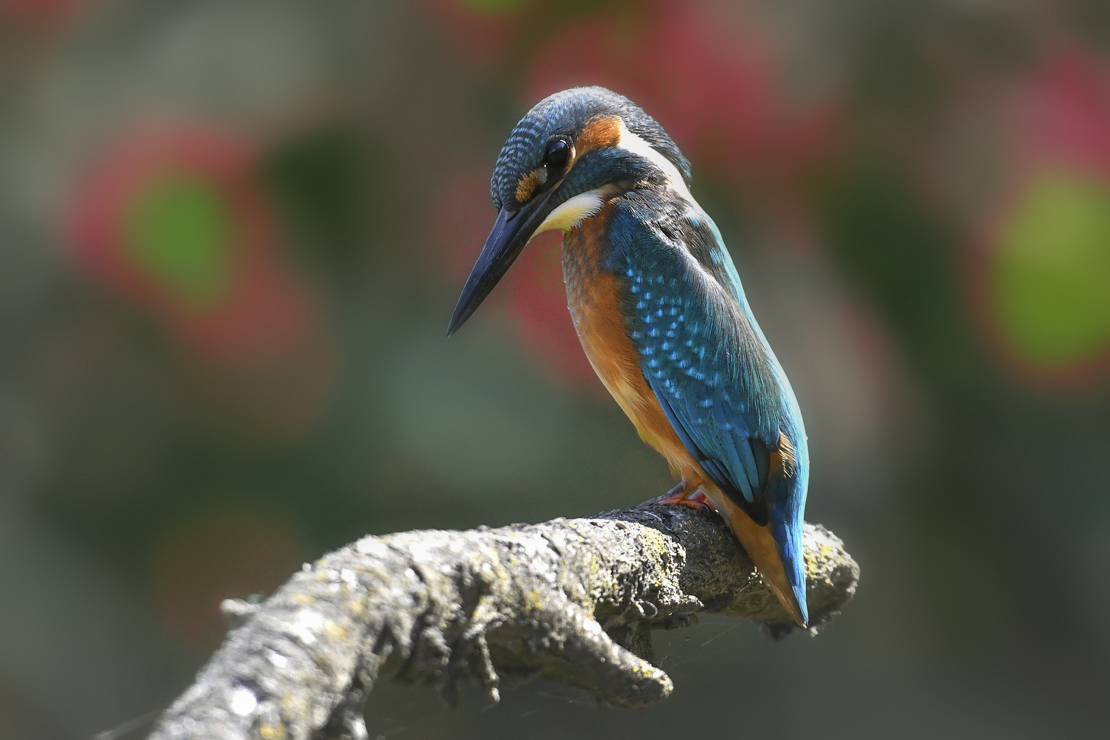 Mittagspause im Eisvogel-Land