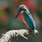 Mittagspause im Eisvogel-Land