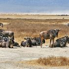 Mittagspause im Ngorongoro Krater...