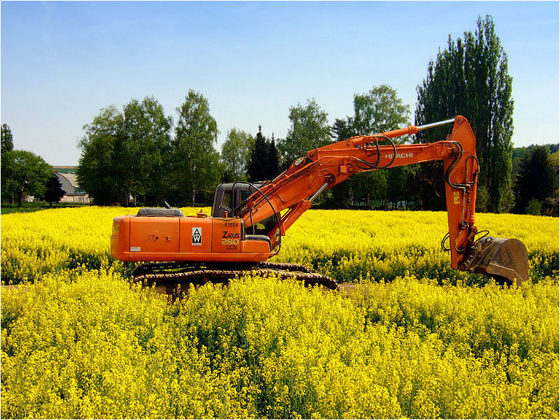 Mittagspause im Rapsfeld