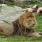 Mittagspause im Tierpark Hellabrunn, München