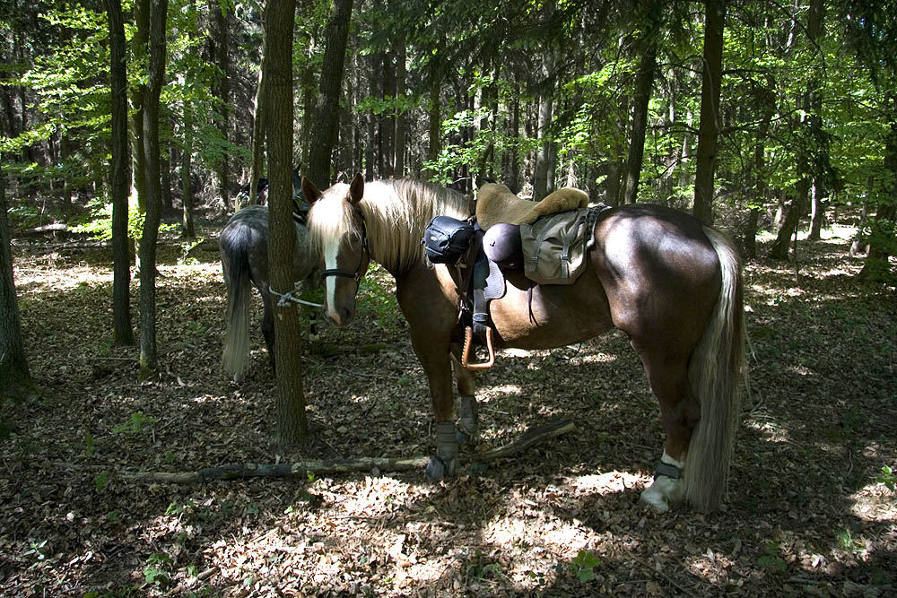 Mittagspause im Wald 1