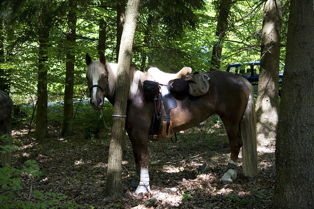 Mittagspause im Wald 2