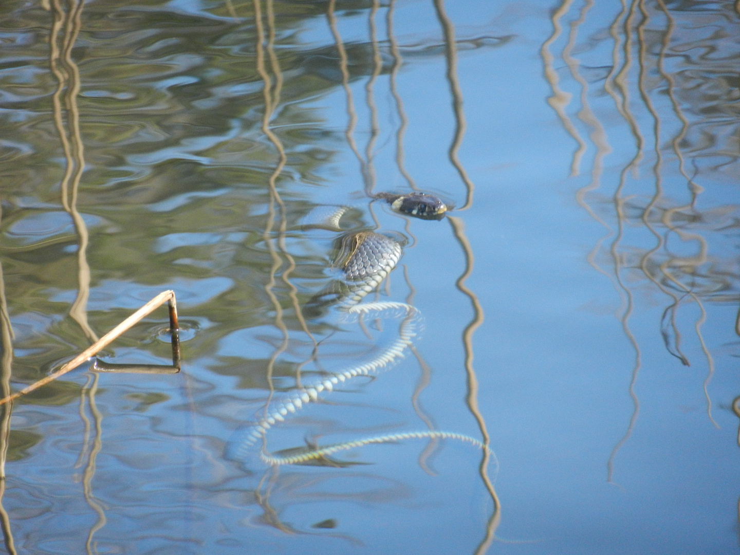 Mittagspause im Wasser