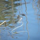 Mittagspause im Wasser