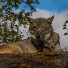 Mittagspause im Wolfsrudel