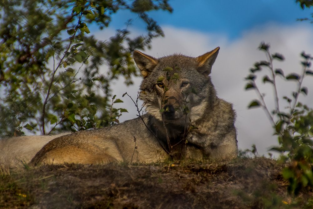 Mittagspause im Wolfsrudel