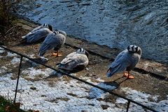 Mittagspause im Zoo