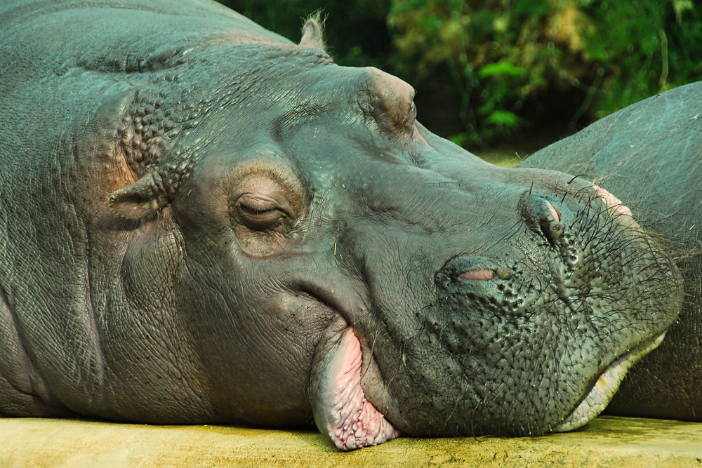 Mittagspause im Zoo