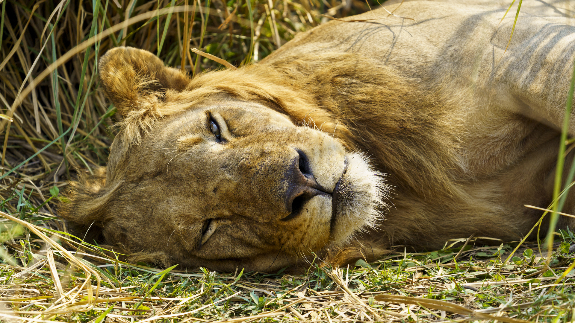 Mittagspause, Lower Zambesi NP, 16.09.2019