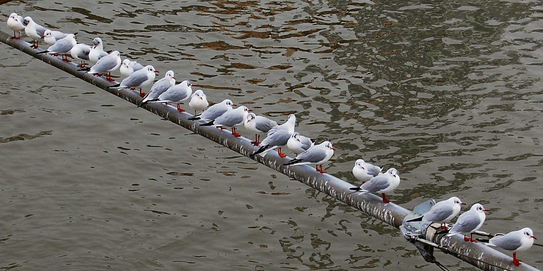 Mittagspause über dem Main