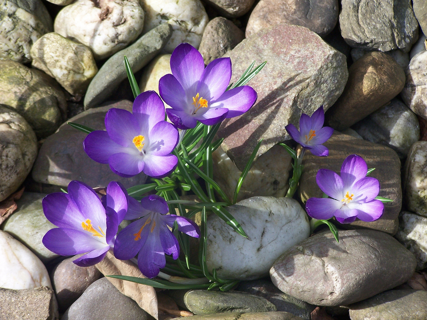 Mittagspausefrühling:-)