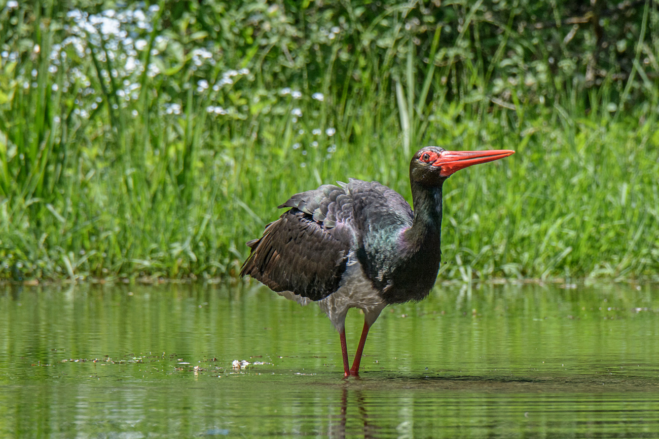 MITTAGSRAST am Teich ...