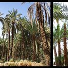 Mittagsrast im Palmenhain am Nil (3) …