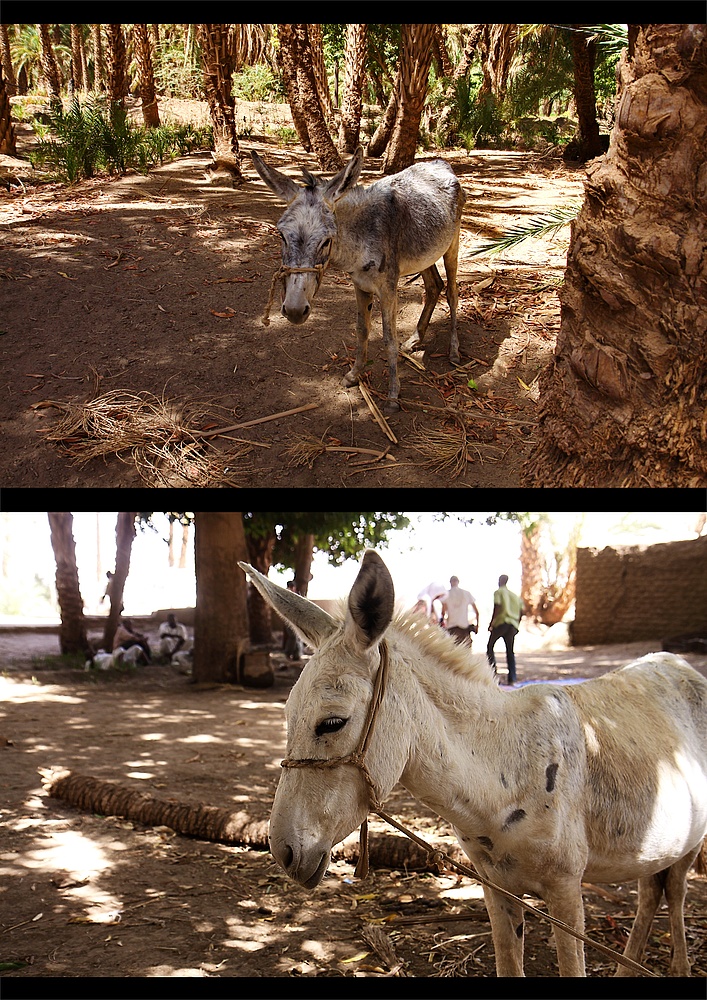 Mittagsrast im Palmenhain am Nil (4) …