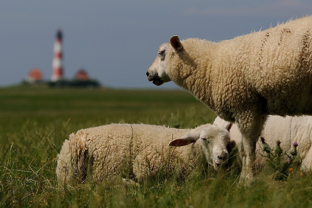 Mittagsruh` am Leuchtturm Westerhever...