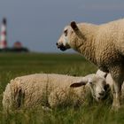 Mittagsruh` am Leuchtturm Westerhever...