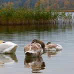 Mittagsruh bei Schwans