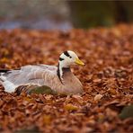 Mittagsruh im Herbstlaub