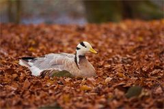 Mittagsruh im Herbstlaub