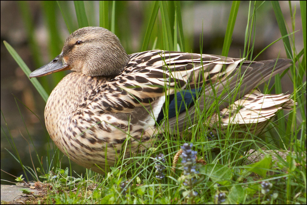 Mittagsruhe