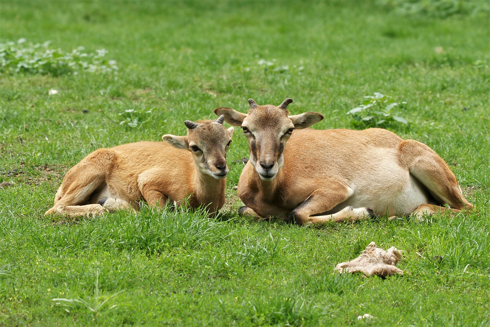 Mittagsruhe.